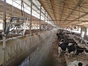 牛舍羞羞视频APP苹果下载案例
